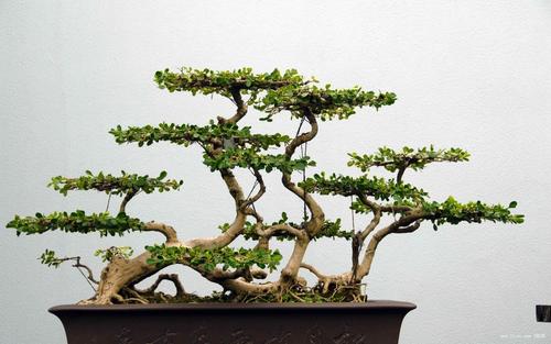 做盆景的口诀,盆景技法口诀是什么