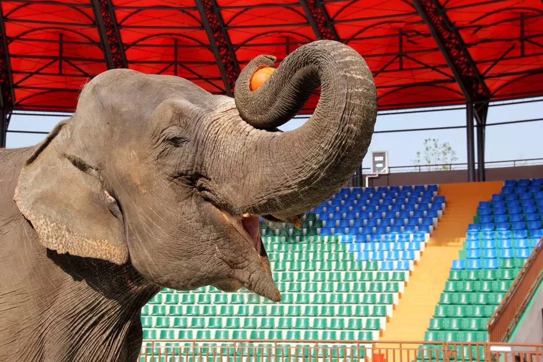 南通森林野生动物世界好玩吗,南通森林野生动物园门票团购