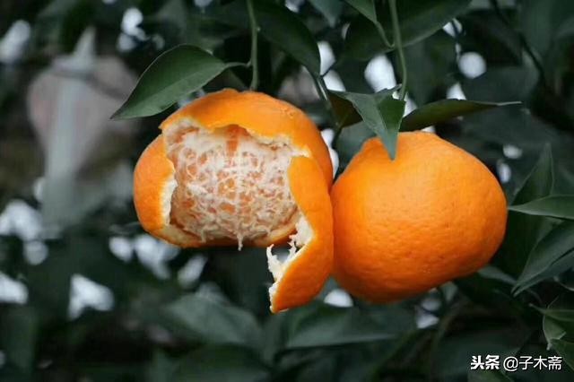 蒲江县农产品免费发布,蒲江农产品信息发布网最新