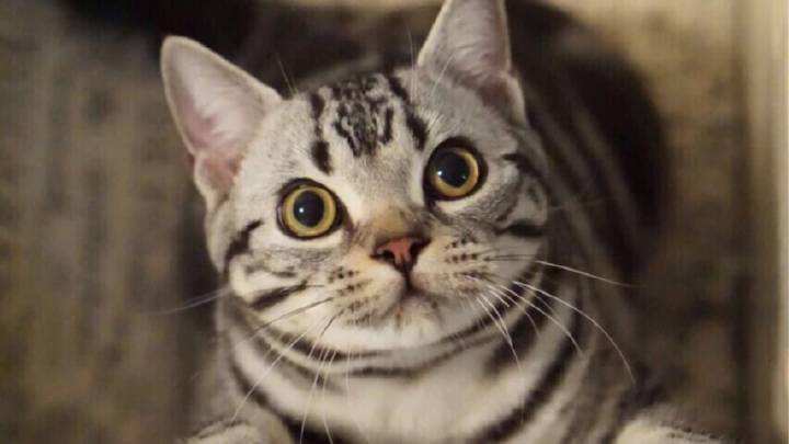 可爱无毛猫视频大全,可爱美短幼崽