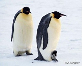 常见但是说不出名字的动物,六种不常见的鸟