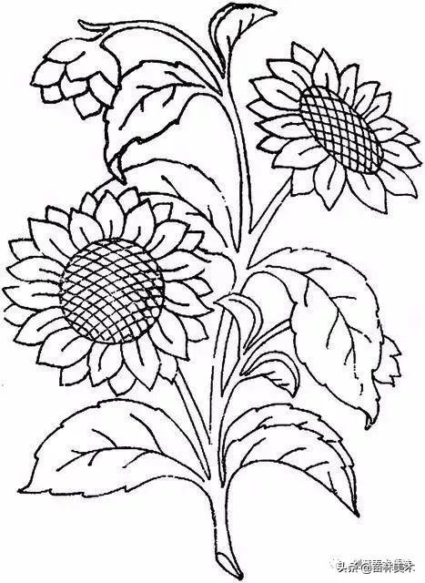 工笔花卉线稿和色稿,花卉白描线稿