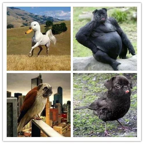 闲鱼卖神兽系列,闲鱼卖神兽的视频