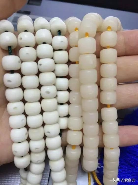 星月菩提没有星的是什么品种,星月菩提只有星没有月