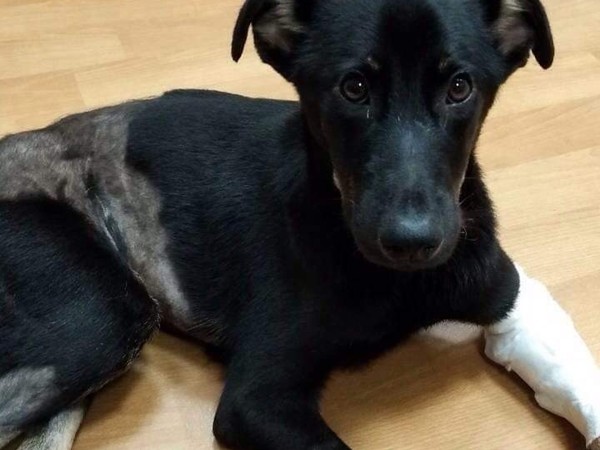 小黑被撞瘫家门前哀号还遭痛殴刺伤　　前饲主：没钱医