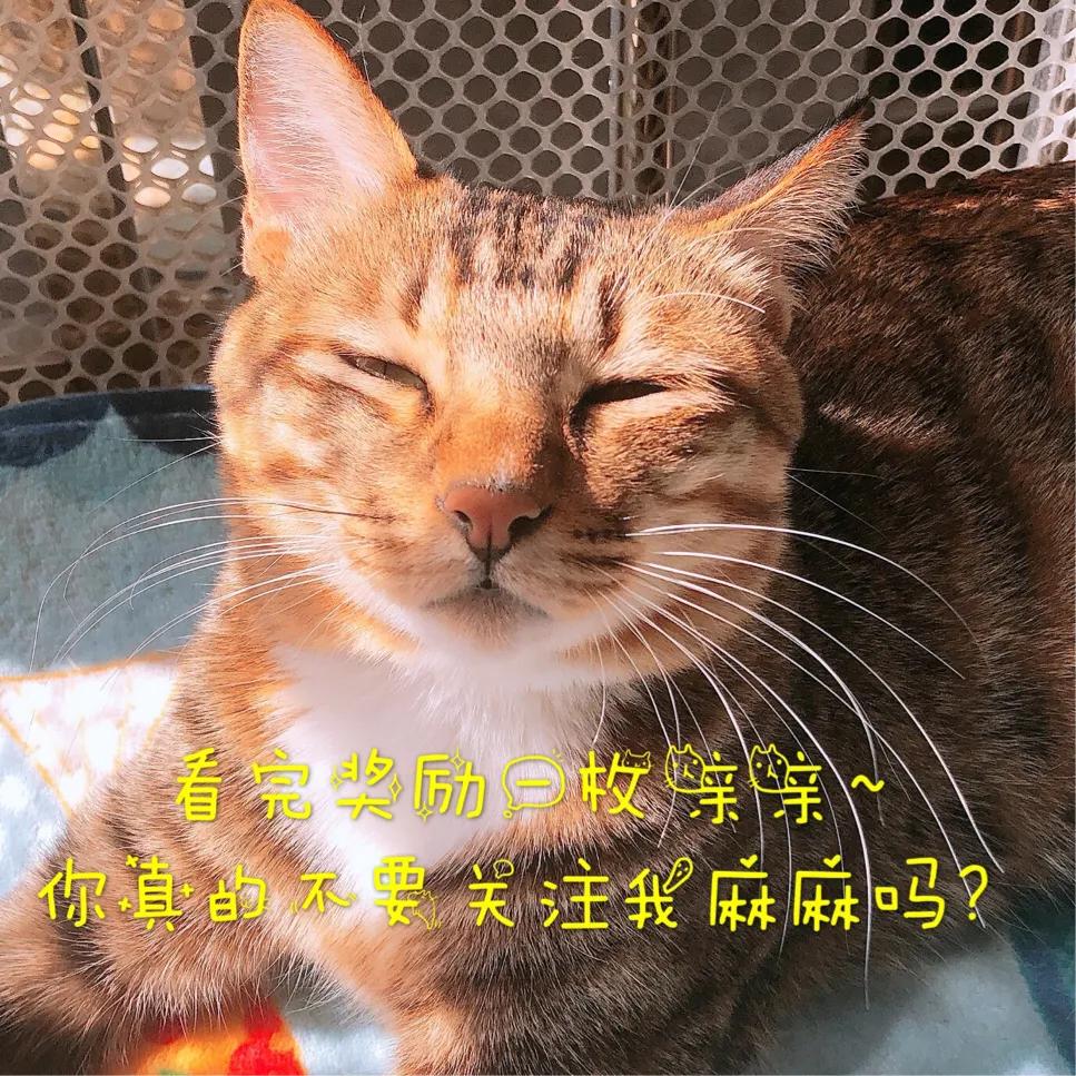 猫咪绝育后去新主人家,猫咪绝育后家里需要消毒吗