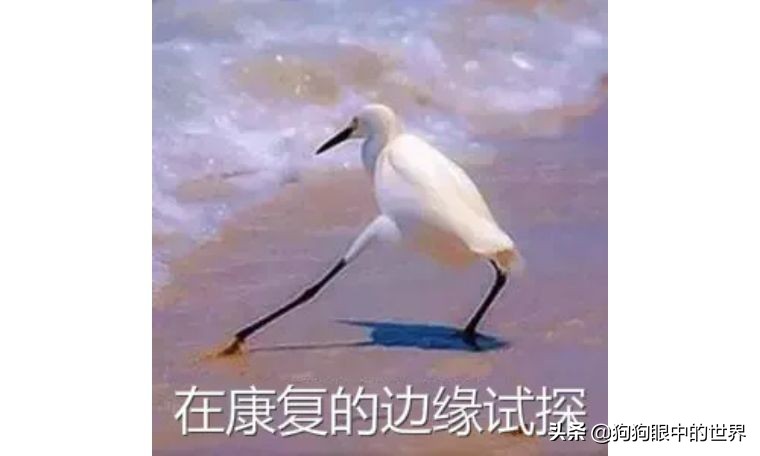 狗狗感冒好了没几天又感冒了,狗狗感冒好了之后还是没精神