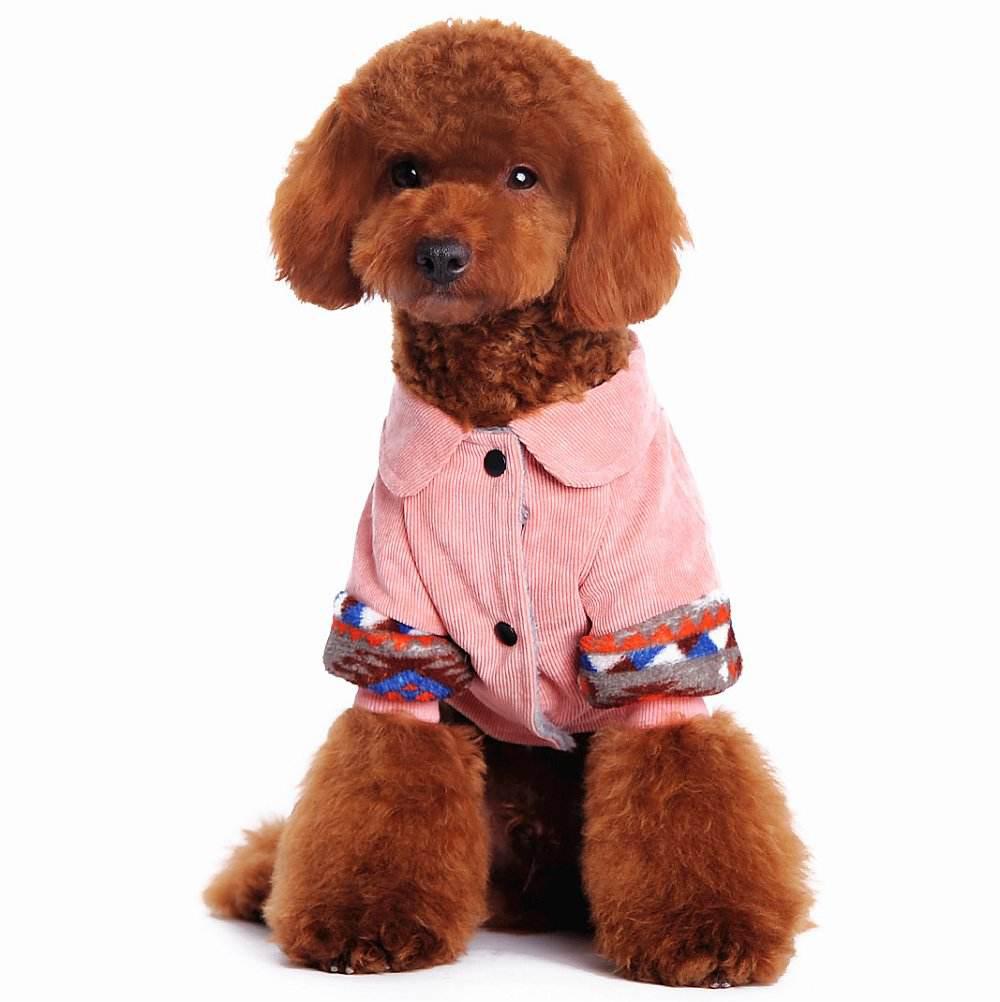 养狗狗是养博美好还是养泰迪好,为什么养狗的人讨厌泰迪