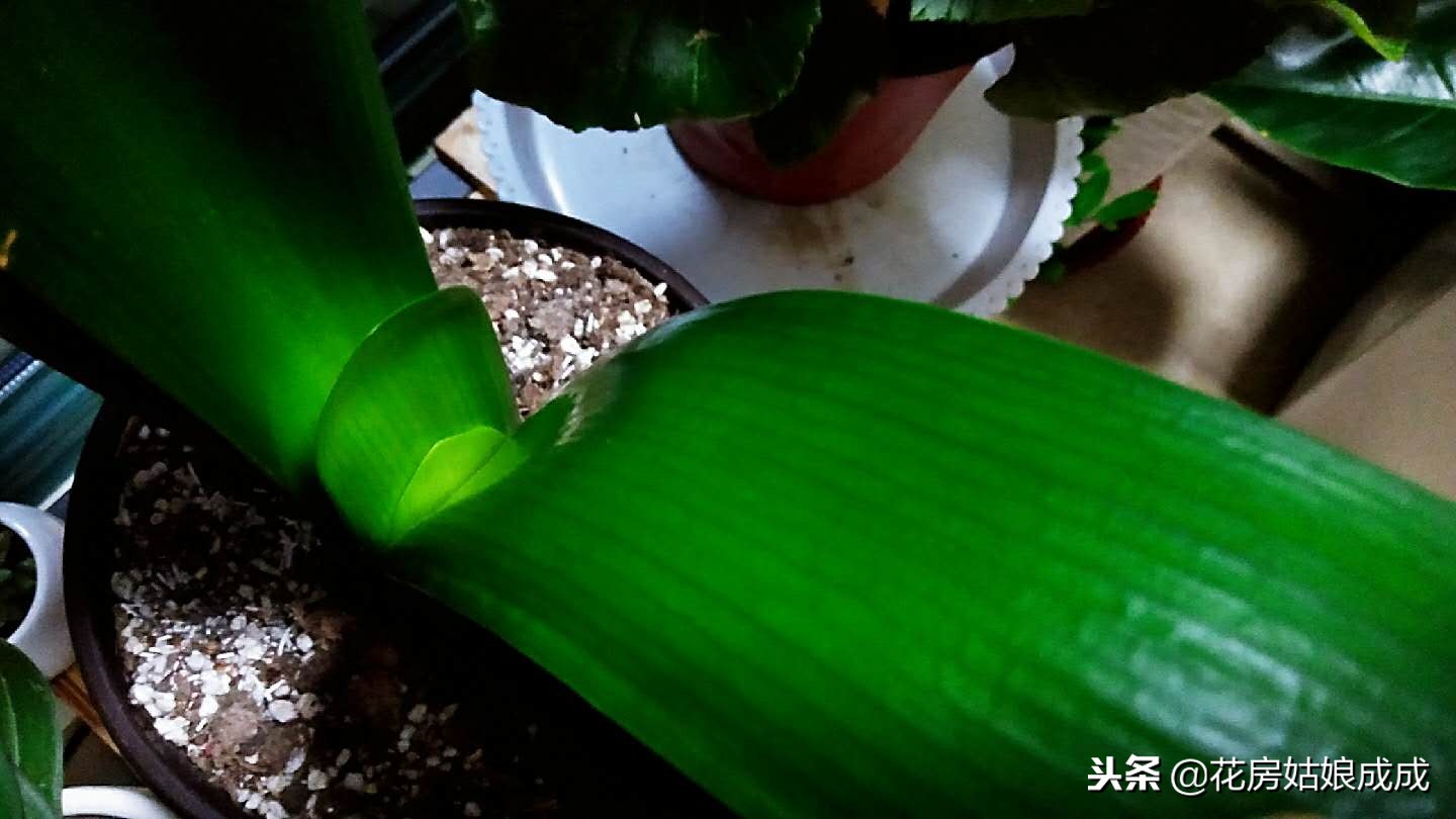 君子兰要怎么养才养得好,养君子兰掌握浇水小技巧