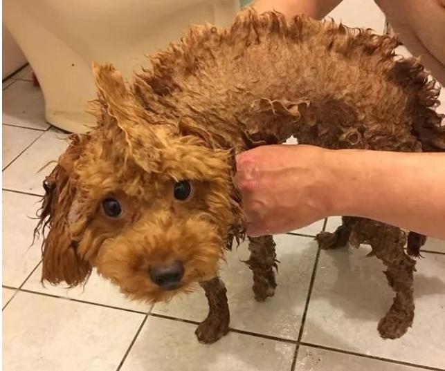 饲养泰迪犬的正确方法,室内饲养泰迪犬应该注意的问题