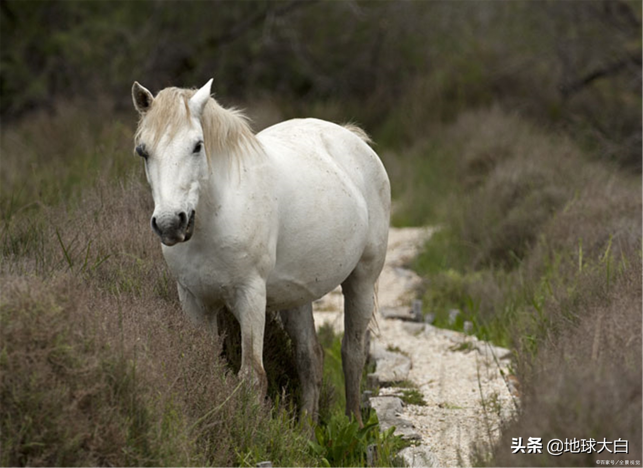 马是horse吗,马是horse什么意思