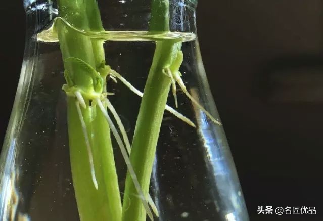 在家怎么无土种菜简单又安全,家庭种菜不用肥料种菜方法