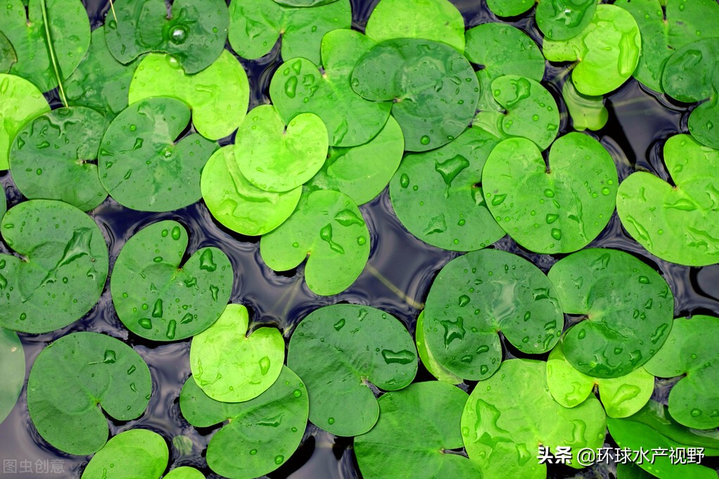 养殖遇到霉变饲料怎么办,养殖后期浓绿藻如何处理