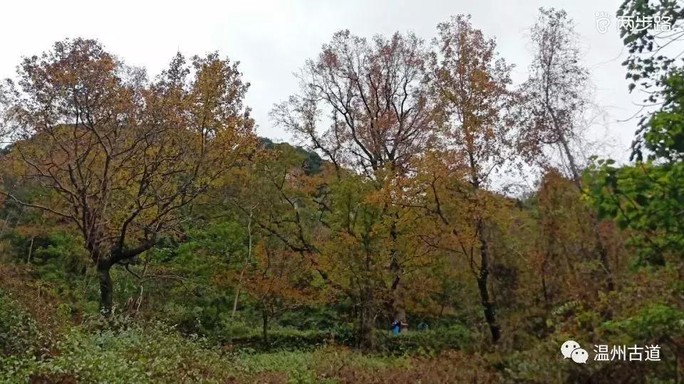 温州茶山红枫古道,浙江温州永嘉红枫古道