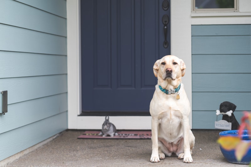 狗狗跟主人疯闹兴奋又扑又咬,狗狗不凶它它就不听话怎么办