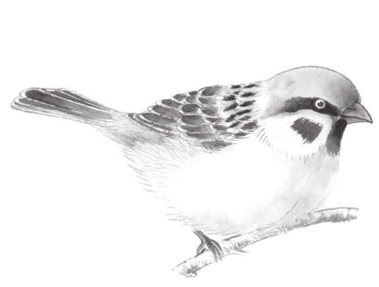 禽鸟工笔画法：分步骤讲解麻雀白描的设色技法，简单易学，收藏