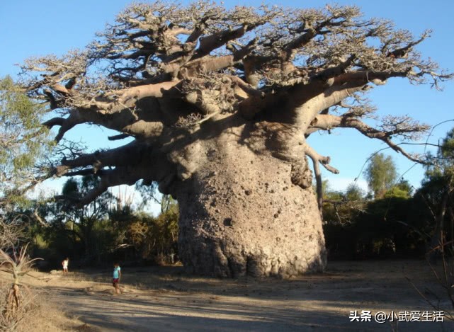 它是植物界的老寿星之一，人称之为“圣树”，结的果实广受欢迎