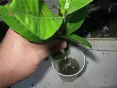 栀子花水插方法介绍,栀子花水插一个月不长根