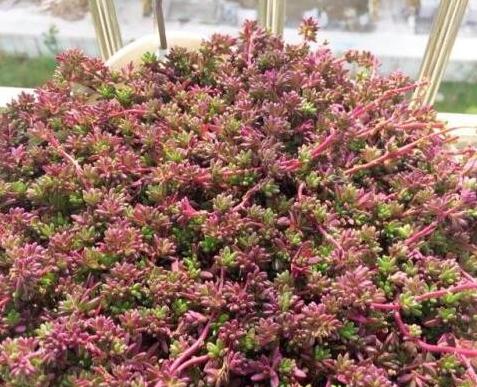 紫米粒多肉的养护方法,多肉紫雾小苗怎么扦插