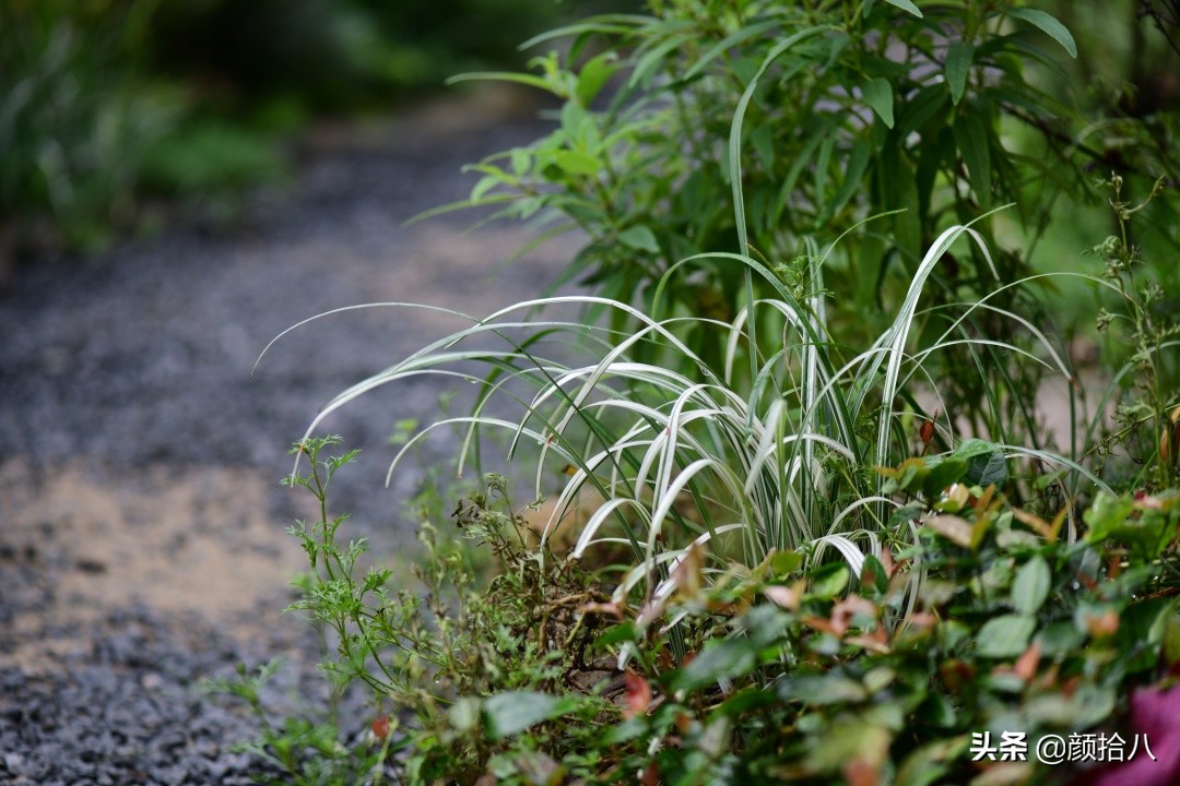 花园里的银边麦冬太好看，竟然被偷了|园丁