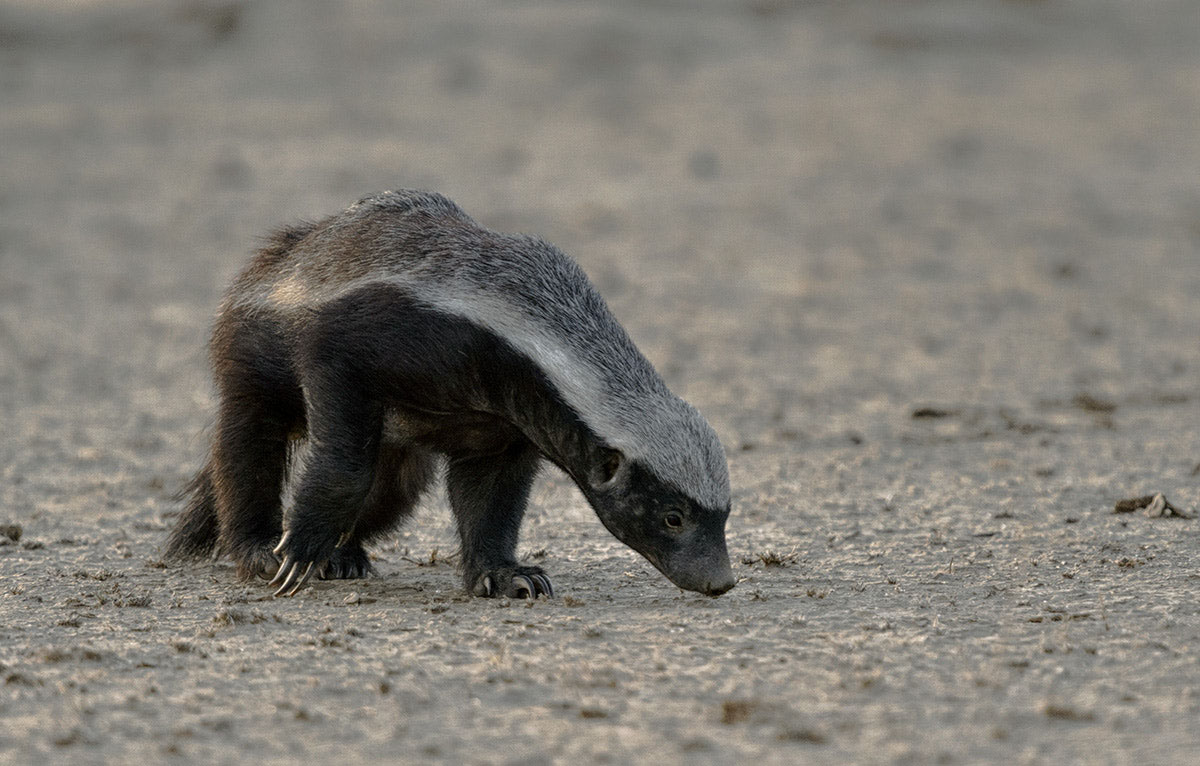 岛上有两万条蛇丢两只蜜獾会咋样,巴西蛇岛上放10只蜜獾会怎么样