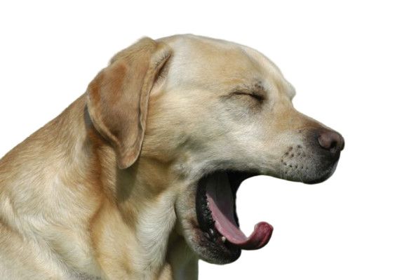 坐飞机出现耳朵难受的症状怎么办,坐飞机耳朵堵了一层膜似的怎么办