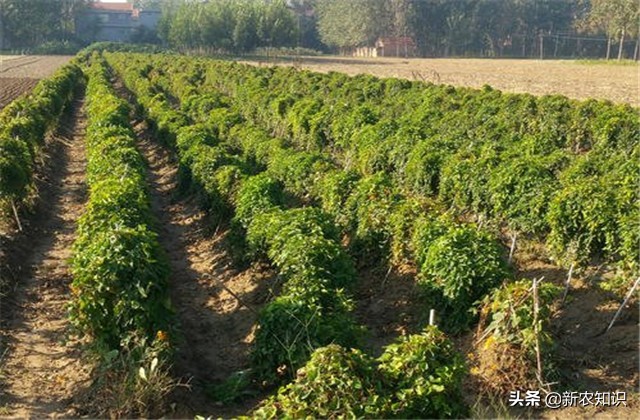 淮山高产施用微量元素方法,淮山高产优质栽培技术研究