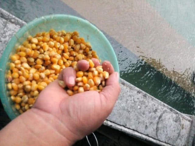 鱼为什么喜欢吃麦子,鱼为什么喜欢吃虾饵
