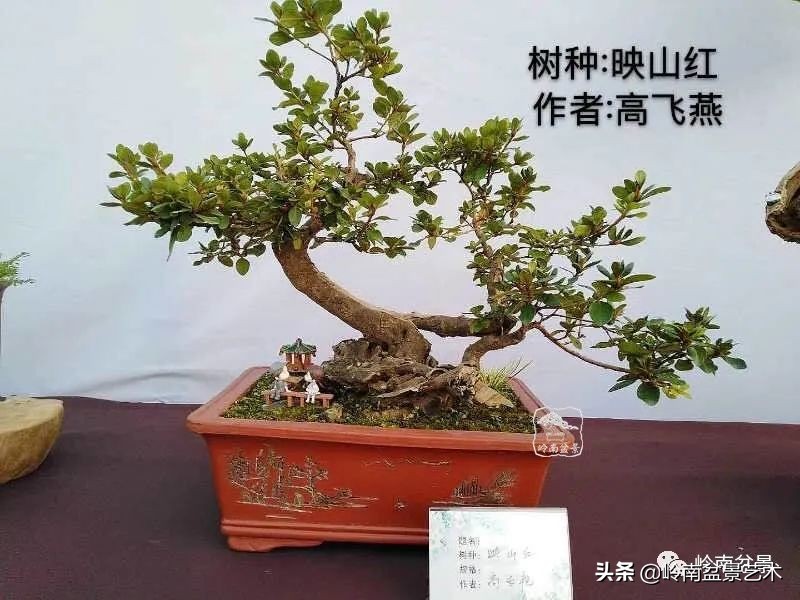 广东的盆景有哪些,适合广东玩的盆景