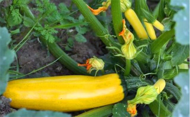 西葫芦容易有哪些病害,西葫芦化瓜什么原因