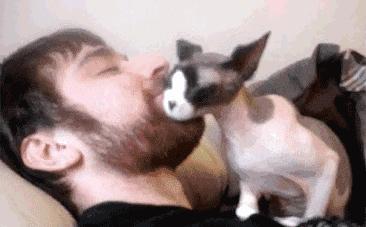 被流浪猫咬了24小时有什么事,被感染新冠的猫咬了一口