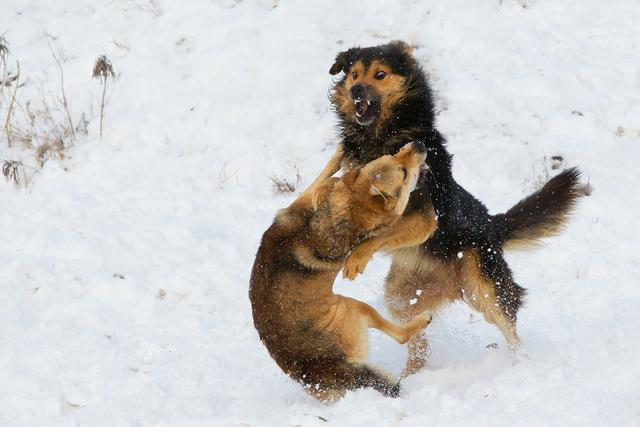 一只狗养了17年死前跟主人道别,老狗临死感人瞬间