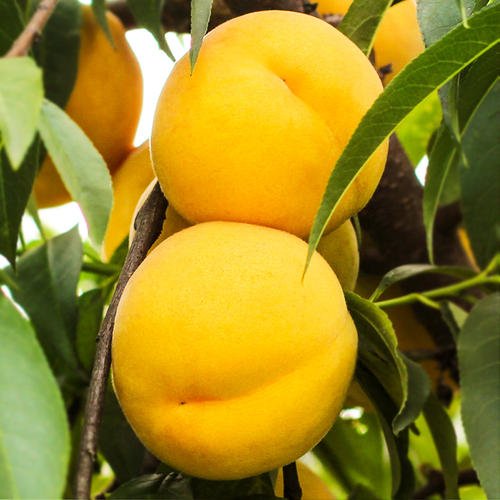 一*爆口**汁！巨甜！你从未吃过的鲜桃！