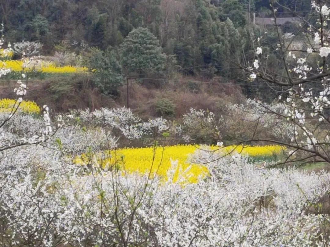 阳春三月的三月,阳春三月李花开
