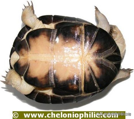 落枕病患者——萌萌的侧颈龟