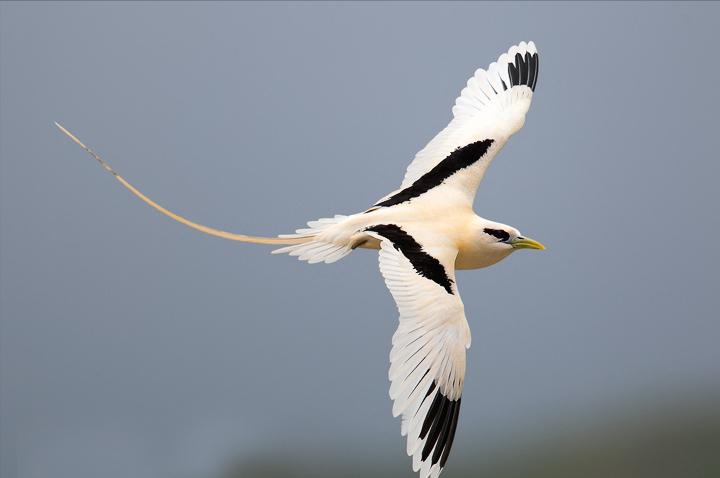 东江揽胜,惠州淡水常见鸟类图谱