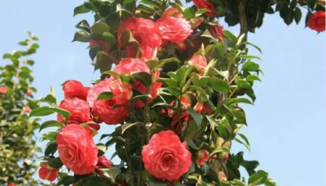 中国十大名花排行哪个是你的最爱,你知道中国十大名花是什么花吗