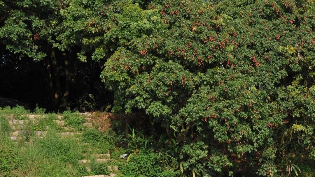 流传千年的风味，那一抹不变幻的甜，是莆田人心头好