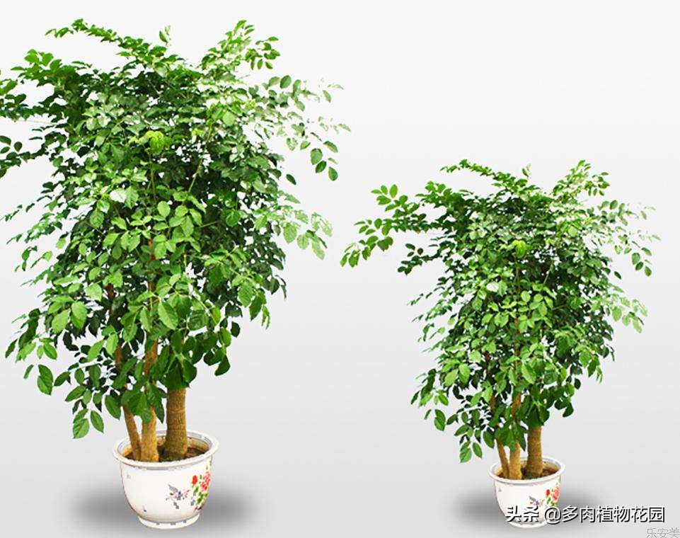 幸福树叶子少怎么才能枝繁叶茂,幸福树冬天叶子掉完了可以修剪吗