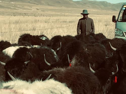 长城炮推出单排重载版皮卡,长城炮皮卡有哪些车型