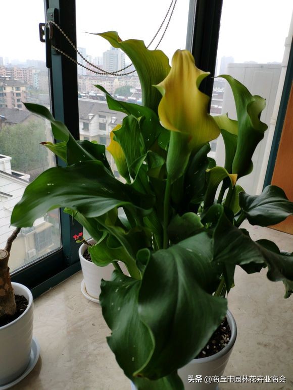 彩色马蹄莲花败后养护,彩色马蹄莲花变成绿色了