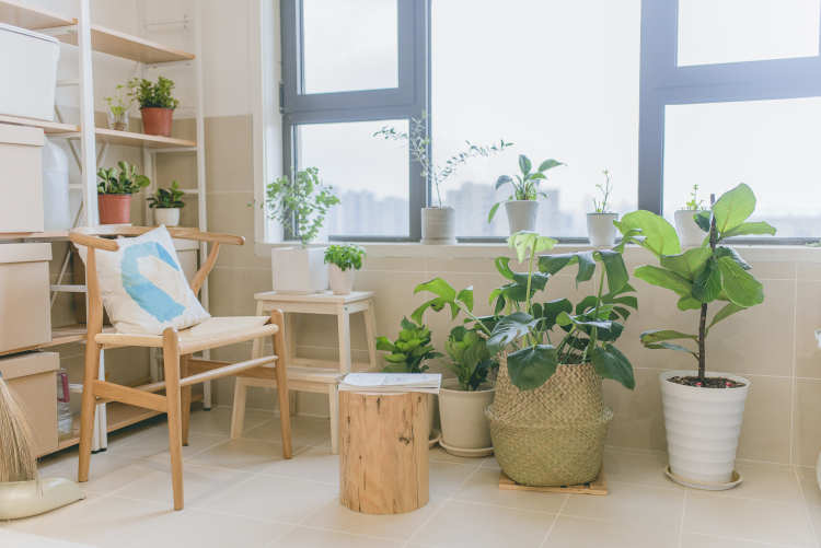 此心安处是吾家过大年,此心安处是吾家过年的感觉