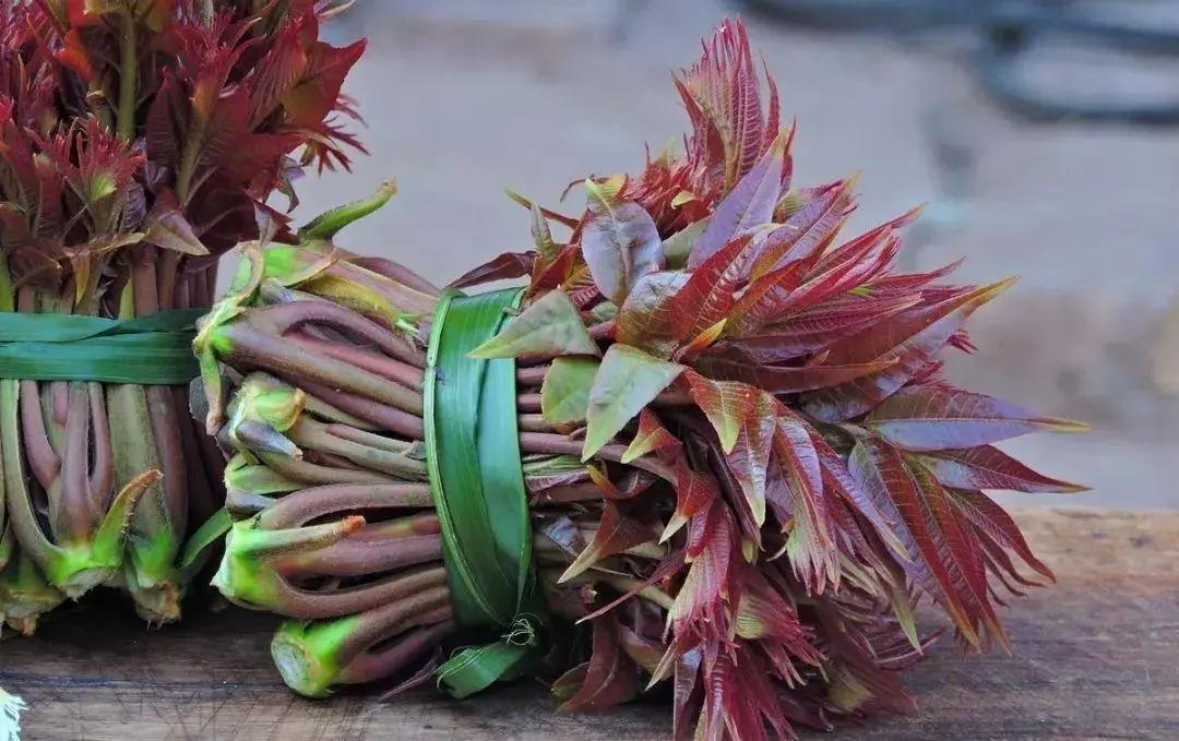 诗人笔下的香椿,描写香椿的散文