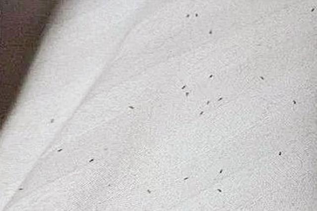 婴儿二天身上起疙瘩像蚊子咬一样,两岁宝宝身上起了一片疙瘩还痒