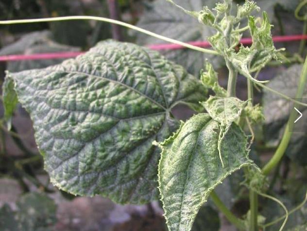 黄瓜病毒病怎么治疗最快最好,怎样防治黄瓜病毒病