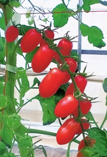 番茄种植过程如何避免死苗,番茄种植技术及解决方法