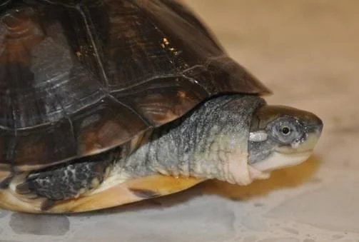 龟心依旧,黄喉拟水龟怎么养更好看