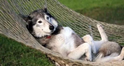 王者打连体婴思路,王者峡谷连体婴