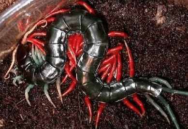 中国十大最毒蜈蚣排名,毒蜈蚣十大排行榜