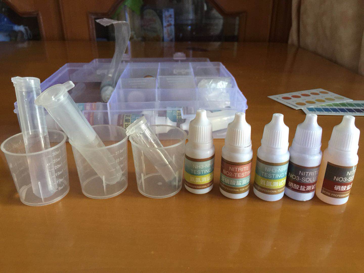 只要一点水就可以养活的植物,绿萝养斗鱼